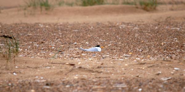 Little tern nesting cpt Amy